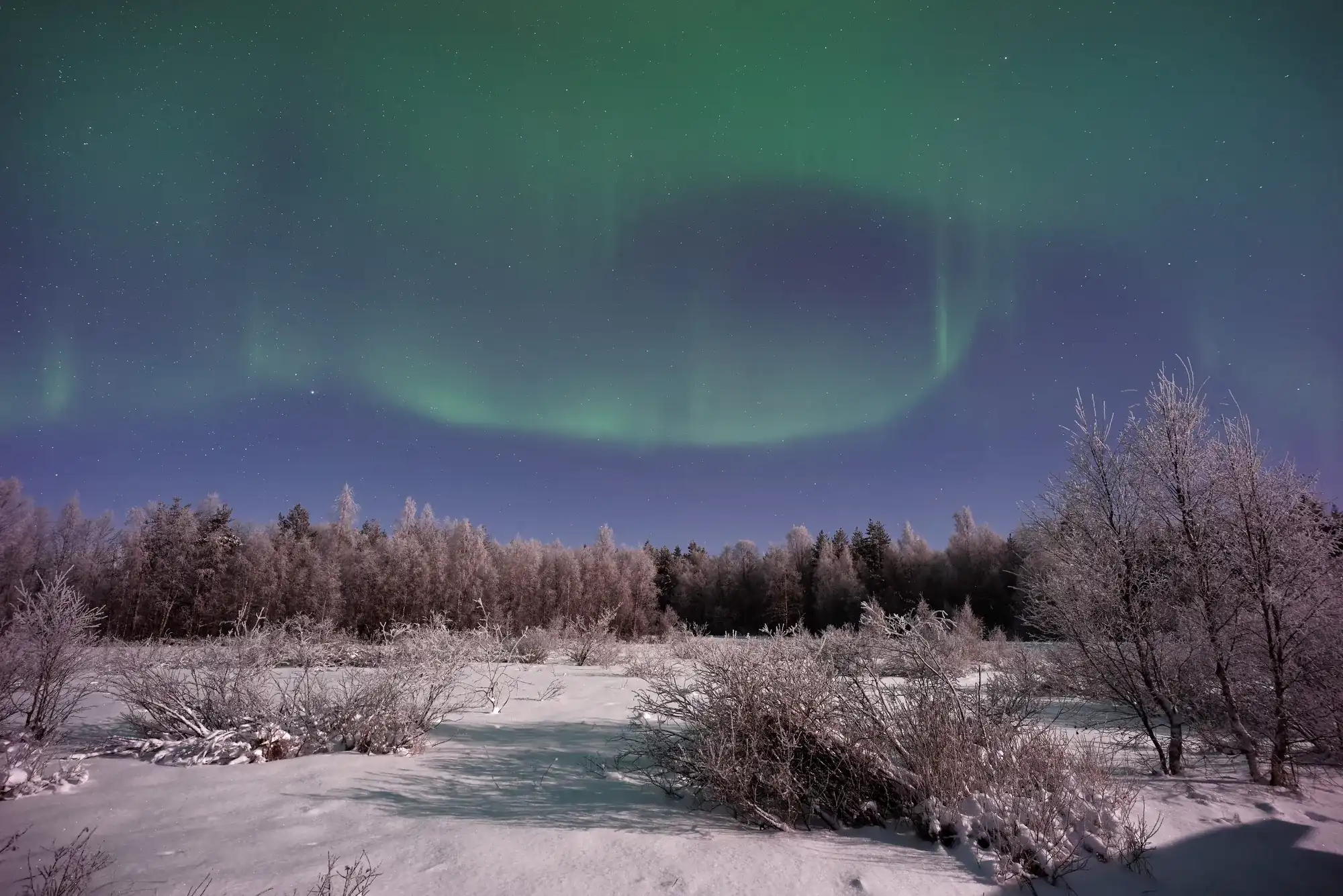 Soft green aurora over frost-covered bushes and a frozen clearing in Finnish Lapland.
